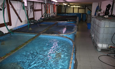 Japan-Koi Verkauf