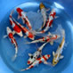 Japan-Koi Verkauf